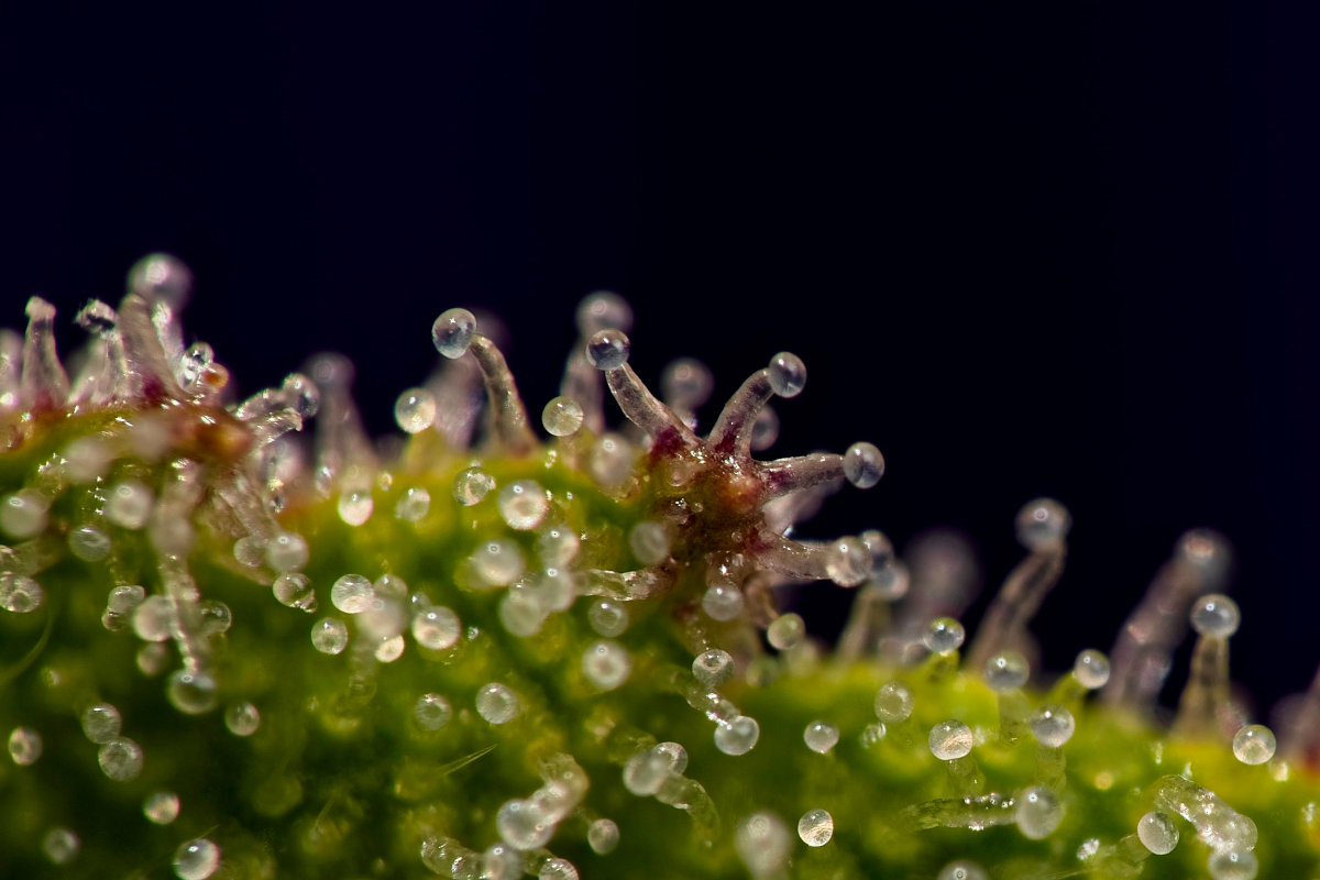 Makroaufnahme von Trichomen der Cannabispflanze.